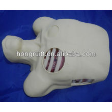 HOT SALES Pleural Drainage model